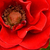Roșu - Trandafiri miniatur - pitici - Roma